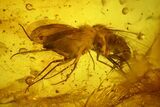 Two Fossil Flies, a Bristletail and a Hairy Leaf in Baltic Amber #159806-3